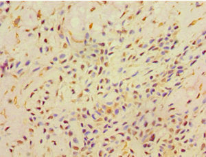 Immunohistochemistry of paraffin-embedded human kidney tissue using CAC10683 at dilution of 1:100