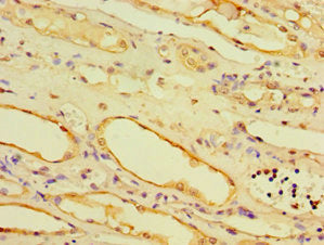 Ahcyl1 Polyclonal Antibody - image 4
