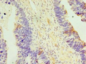 Apobec3C Polyclonal Antibody - image 3