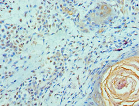 Immunohistochemistry of paraffin-embedded human prostate tissue using CAC10696 at dilution of 1:100