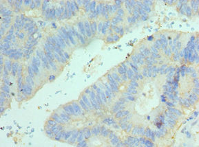 Elf4 Polyclonal Antibody - image 4