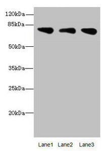 Immunohistochemistry of paraffin-embedded human testis tissue using CAC10705 at dilution of 1:100