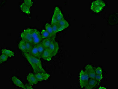Dpys Polyclonal Antibody - image 4