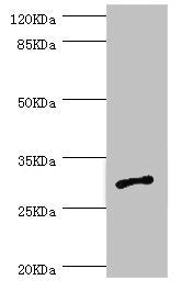 Immunohistochemistry of paraffin-embedded human small intestine tissue using CAC10713 at dilution of 1:100