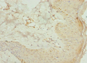 Agpat2 Polyclonal Antibody - image 4