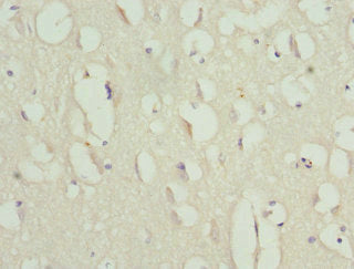 Anln Polyclonal Antibody - image 3