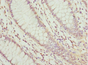 Lefty2 Polyclonal Antibody - image 4