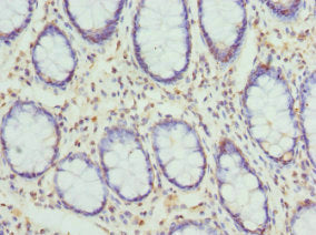 Cyth2 Polyclonal Antibody - image 4