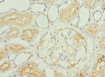 Igfl3 Polyclonal Antibody - image 2