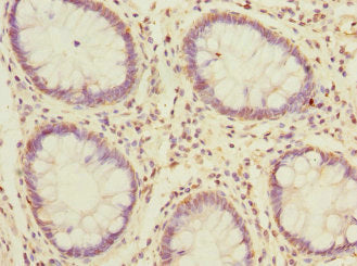 Msrb2 Polyclonal Antibody - image 3