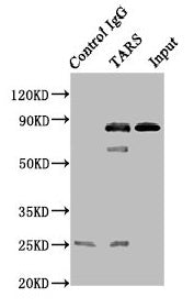 Tars Polyclonal Antibody - image 5