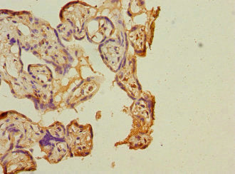Copb2 Polyclonal Antibody - image 4