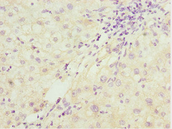 Pdcd2L Polyclonal Antibody - image 4
