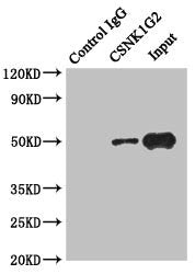 Csnk1G2 Polyclonal Antibody - image 5