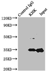 Khk Polyclonal Antibody - image 5