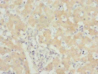 Immunohistochemistry of paraffin-embedded human small intestine tissue using CAC10779 at dilution of 1:100