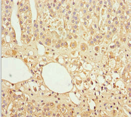 Gas2L1 Polyclonal Antibody - image 4