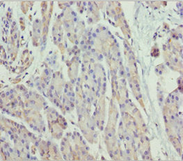 Scyl1 Polyclonal Antibody - image 2