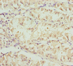 Opa3 Polyclonal Antibody - image 4