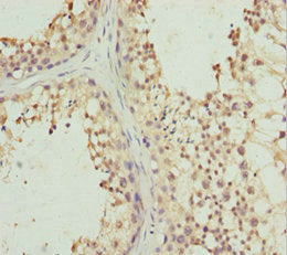 Piwil1 Polyclonal Antibody - image 2