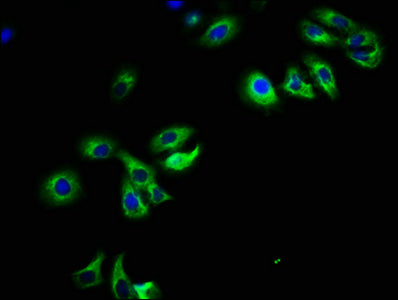 Pard6B Polyclonal Antibody - image 4