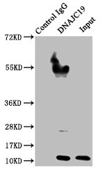 Dnajc19 Polyclonal Antibody - image 5