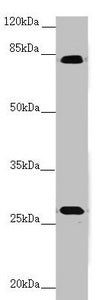 Immunohistochemistry of paraffin-embedded human kidney tissue using CAC10833 at dilution of 1:100