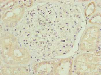 Immunohistochemistry of paraffin-embedded human pancreatic tissue using CAC10833 at dilution of 1:100