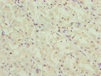 Immunofluorescent analysis of 293 cells using CAC10837 at dilution of 1:100 and Alexa Fluor 488-congugated AffiniPure Goat Anti-Rabbit IgG(H+L)