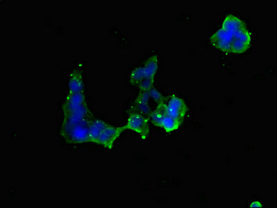 Rnf5 Polyclonal Antibody - image 5