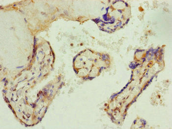 Immunohistochemistry of paraffin-embedded human skin tissue using CAC10840 at dilution of 1:100