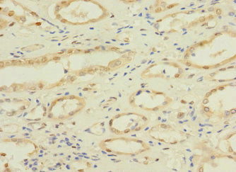 Nae1 Polyclonal Antibody - image 3