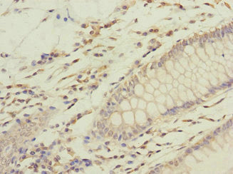 Immunohistochemistry of paraffin-embedded human kidney tissue using CAC10855 at dilution of 1:100