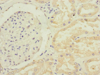 Gfm2 Polyclonal Antibody - image 4