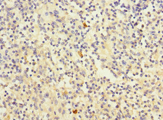 Cd320 Polyclonal Antibody - image 3