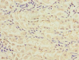 Rpia Polyclonal Antibody - image 4