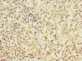 Cd1C Polyclonal Antibody - image 4