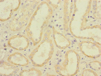 Fcgr2C Polyclonal Antibody - image 4