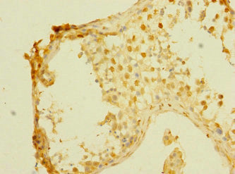 Immunohistochemistry of paraffin-embedded human pancreatic tissue using CAC10908 at dilution of 1:100