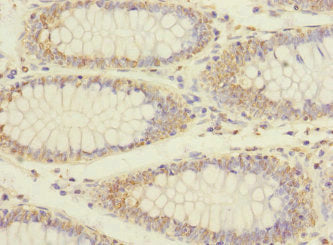 Erbin Polyclonal Antibody - image 4