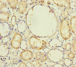 Nell1 Polyclonal Antibody - image 4