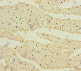 Crbn Polyclonal Antibody - image 4