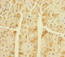 Corin Polyclonal Antibody - image 2