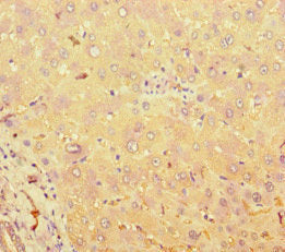 Immunofluorescent analysis of HepG2 cells using CAC10936 at dilution of 1:100 and Alexa Fluor 488-congugated AffiniPure Goat Anti-Rabbit IgG(H+L)