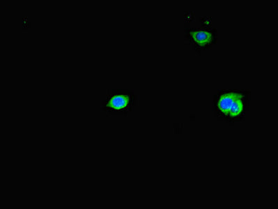 Tas2R38 Polyclonal Antibody - image 3