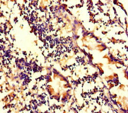 Wdfy4 Polyclonal Antibody - image 3