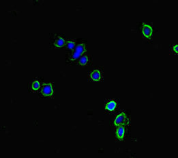 Nbeal2 Polyclonal Antibody - image 3