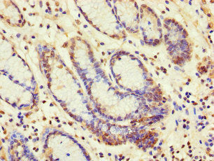 Immunofluorescent analysis of HepG2 cells using CAC10948 at dilution of 1:100 and Alexa Fluor 488-congugated AffiniPure Goat Anti-Rabbit IgG(H+L)
