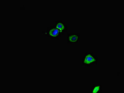 Primpol Polyclonal Antibody - image 3