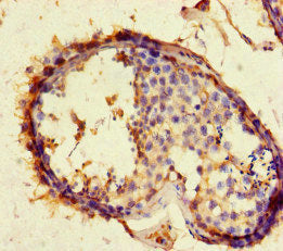 Immunofluorescent analysis of HepG2 cells using CAC10959 at dilution of 1:100 and Alexa Fluor 488-congugated AffiniPure Goat Anti-Rabbit IgG(H+L)